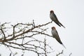 Ggreater striped swallow Cecropis cucullata Couple on a tree Royalty Free Stock Photo