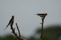 Ggreater striped swallow Cecropis cucullata Couple on a tree Royalty Free Stock Photo