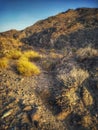 Grass bushes in Wadi Alkhodh Muscat, sultanate of Oman