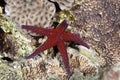 Ghardaqa sea star