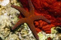 Ghardaqa sea star