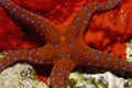 Ghardaqa sea star