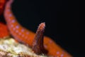 Ghardaqa sea star