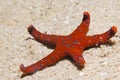 Ghardaqa sea star (fromia ghardaqana)