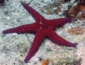 A Ghardaqa Sea Star Fromia ghardaqana in the Red Sea