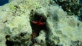 Ghardaqa sea star (Fromia ghardaqana) undersea, Red Sea