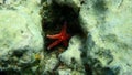 Ghardaqa sea star (Fromia ghardaqana) undersea, Red Sea