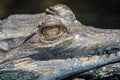 Gharial Royalty Free Stock Photo