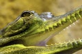 Gharial, also known as gavial Royalty Free Stock Photo