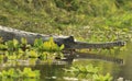 Gharial Crocodile Royalty Free Stock Photo