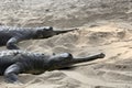 Gharial crocodile Royalty Free Stock Photo