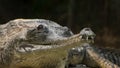 Gharial crocodile close Royalty Free Stock Photo