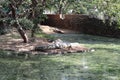 Gharial Crocodile enclosure inside the Crocodile zoo in Chennai Royalty Free Stock Photo