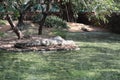 Gharial Crocodile enclosure inside the Crocodile zoo in Chennai Royalty Free Stock Photo