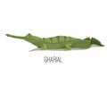 Gharial crocodile reptile animal. Nature and wildlife illustration.