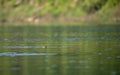 Gharial Crocodile Swimming Royalty Free Stock Photo