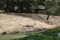 Gharial enclosure inside the Crocodile zoo in Chennai Royalty Free Stock Photo