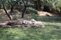 Gharial enclosure inside the Crocodile zoo in Chennai Royalty Free Stock Photo