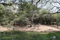 Gharial enclosure inside the Crocodile zoo in Chennai Royalty Free Stock Photo