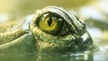 Gharial eye in water Royalty Free Stock Photo