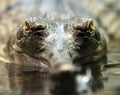 Gharial eyes Royalty Free Stock Photo