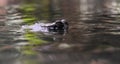 Eyes of a Gharial Crocodile Peaking Out of the Water Royalty Free Stock Photo