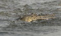 Gharial or false gavial close-up portrait in the river