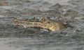 Gharial or false gavial close-up portrait in the river