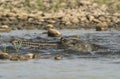 Gharial or false gavial close-up portrait in the river