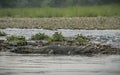 Gharial or false gavial on the river bank