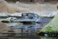 The gharial, gavial, fish-eating crocodile (Gavialis gangeticus) head of an individual in natural habitat Royalty Free Stock Photo