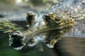 Gharial (Gavialis gangeticus)