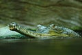 The gharial Royalty Free Stock Photo