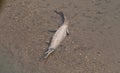 The Gharial Crocodile at Jim Corbett Royalty Free Stock Photo