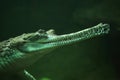 Gharial (Gavialis gangeticus)