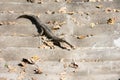 Gharial Gavialis gangeticus or Gavial or Fish-eating crocodile sunbasking Royalty Free Stock Photo