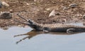 The Gharial Gavialis gangeticus in Jim Corbett Royalty Free Stock Photo