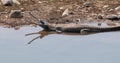 The Gharial Gavialis gangeticus in Jim Corbett Royalty Free Stock Photo