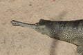 Gharial Gavialis gangeticus 3