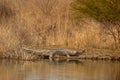 Gharial or Gavialis gangeticus in natural scenic habitat basking in sun in cold winters ramganga river shore at dhikala zone of Royalty Free Stock Photo
