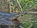 Gharial, Gavialis gangeticus, stands out with a very long jaw Royalty Free Stock Photo