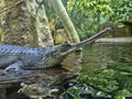 Gharial, Gavialis gangeticus, stands out with a very long jaw Royalty Free Stock Photo