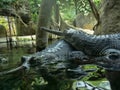 Gharial, Gavialis gangeticus, stands out with a very long jaw Royalty Free Stock Photo