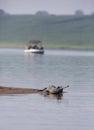 Gharial, Gavialis gangeticus and tourist boat inside Chambal river in Rajasthan, India.