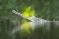 Gharial Royalty Free Stock Photo