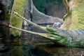 Gharial, indian crocodile Royalty Free Stock Photo