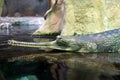 Gharial, indian crocodile Royalty Free Stock Photo