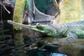 Gharial, indian crocodile Royalty Free Stock Photo