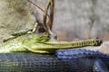Gharial indian crocodile having a rest in the water and turtle resting on a gharial head Royalty Free Stock Photo