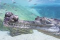 Gharial Royalty Free Stock Photo